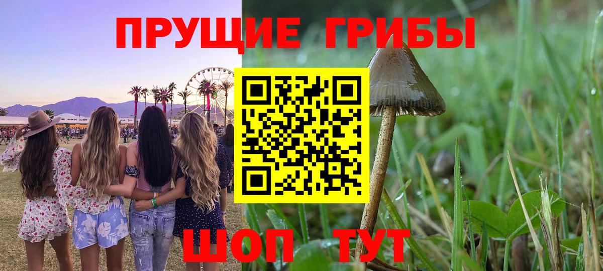 Галлюциногенные грибы Psilocybe  Вход с VPN  Дятьково 